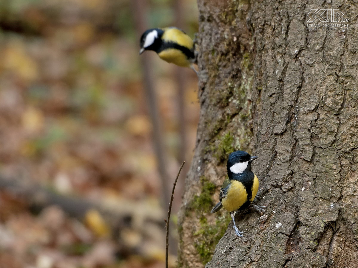 Birds in the Belgian Ardennes - Great tits Great tit (Parus major) Stefan Cruysberghs